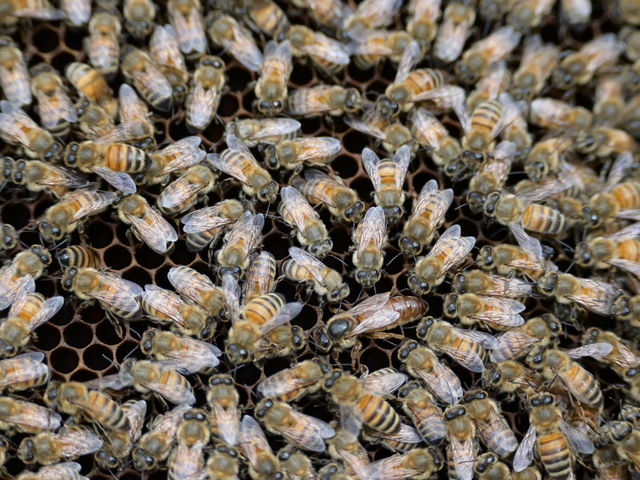 �����I�͂ǂ�ł��傤�H_berich�{�I��