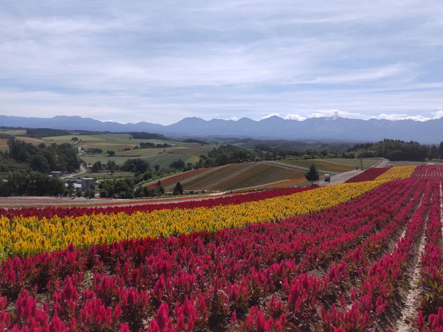 �l�G�ʂ̋u�A���̎����̓P�C�g�E�i�{���j�̐Ԃ��f���Ă���A�����Ɍ�����R���݂ɑs�傳�������܂����B_�l�G�ʂ̋u