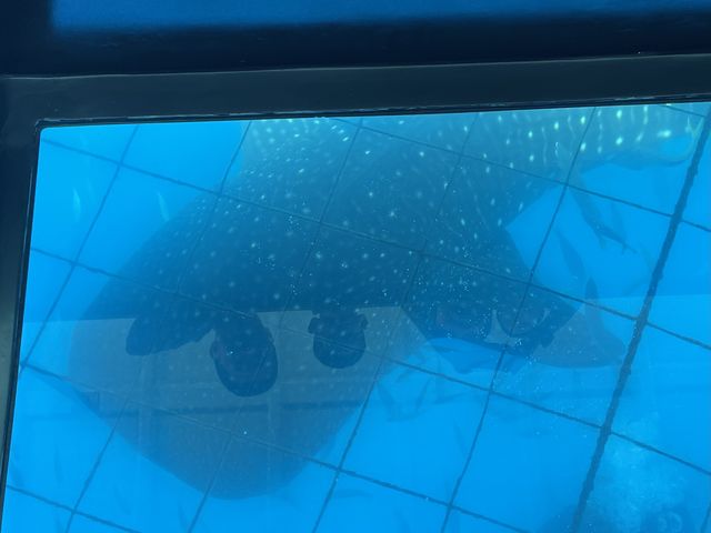 �O���X�{�[�g�̐^���ɃW���x�C�U��_�g�b�v�}�����c�g