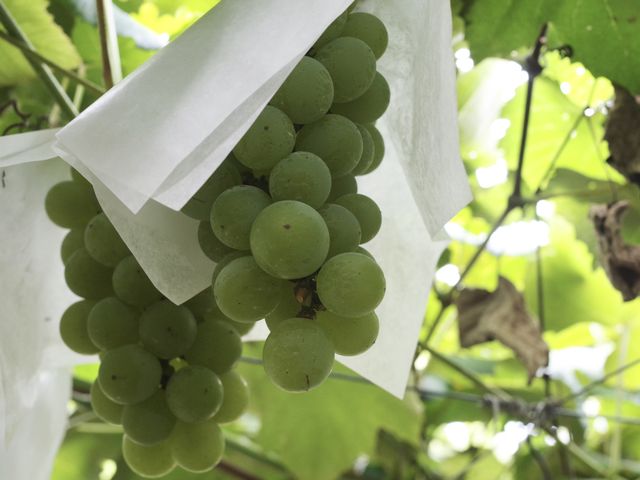 �i�C�A�K��_���������̏h�ό��ʎ���