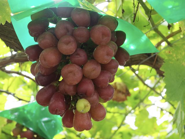 �}�C�n�[�g_���������̏h�ό��ʎ���