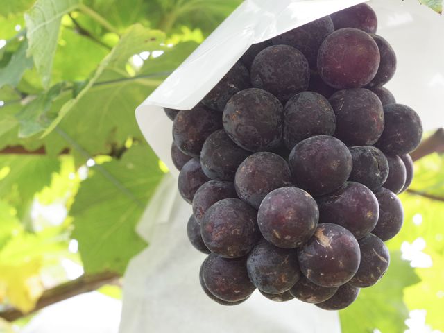 �s�I�[�l_���������̏h�ό��ʎ���