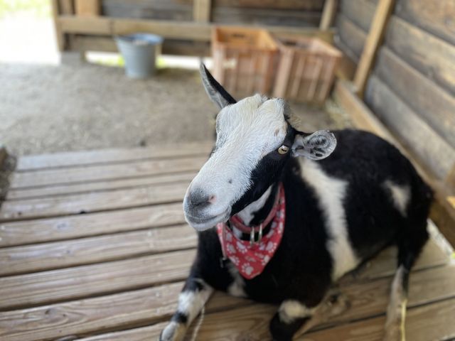 �M���ǂɋC�����Ă�_�u���[�x���[�n�[�g�@�m��