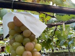 �Ђ낦����̗[���̋u�ό��_��(�����s�ό��Ԃǂ��Z���^�[�����x��)�ւ̓��e�ʐ^1