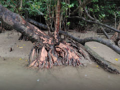 �Ђ�݂���̃J���b�N �C�[�Y�ւ̓��e�ʐ^1