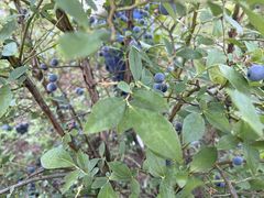 iI~̐_cu[x[_ւ̓eʐ^1