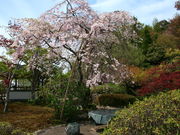 CCꃉC_[̎ROY̌npqY̓eʐ^3