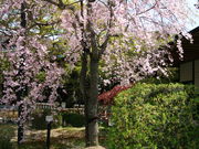 CCꃉC_[̎ROY̌npqY̓eʐ^4