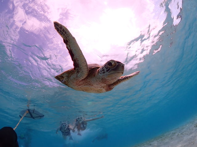 �C�T���������̃��[�_�[�݂����ł�(^.^)_���Ⴑ����