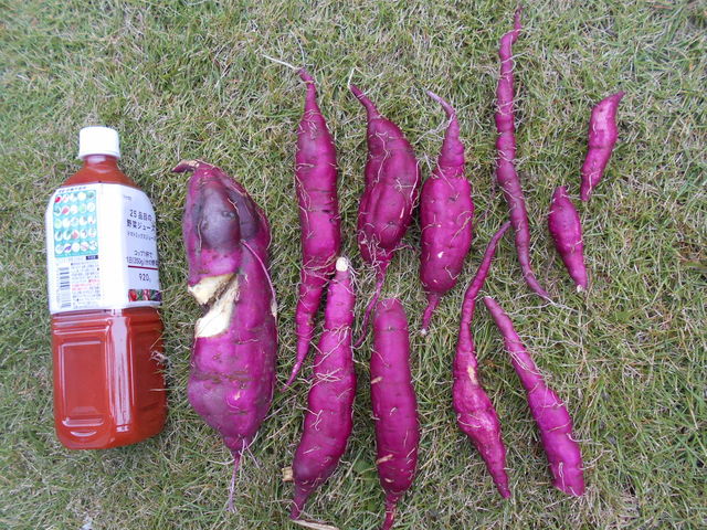 �S���P�R�R�R�~���̂����ł�
���͂X�O�O�����y�b�g�{�g��_���c�_��