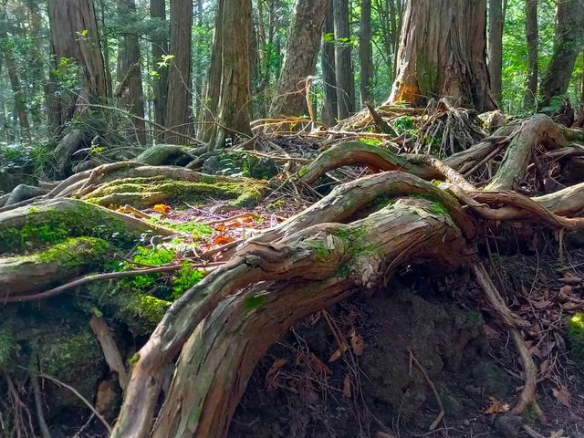 �n�ʂ��n��̂��ߍ��͉��ɐL�тĂ���_�y�m�G�R�c�A�[�E�T�[�r�X