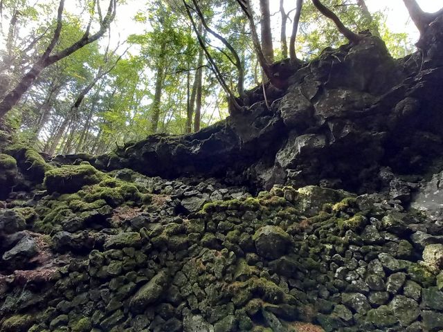 �����猩�グ��Ɨn��̏�Ɏ��؂��L�тĂ��邱�Ƃ��悭����_�y�m�G�R�c�A�[�E�T�[�r�X