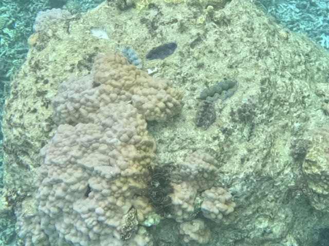 ��R�̃J���t���ȃV���R�L_�s�[�X