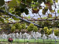 gV̂ԂǂH[OIKOSւ̓eʐ^1