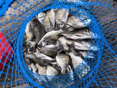 能登内浦湾・イカダ釣り】クロダイ、アジ、カワハギがよく釣れる 能登内浦湾・イカダ釣り】クロダイ、アジ、カワハギがよく釣れる