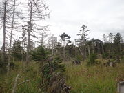 }Cann̏tЂ̃AJG]}cVRт̓eʐ^1