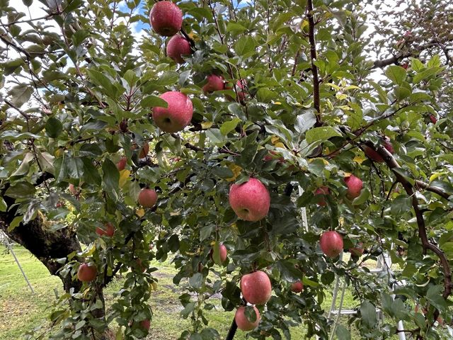 �Ԃ����n��񂲂̖�_�����_��