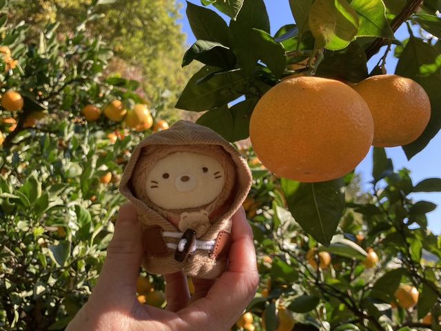 �傫���݂���B_�����΂ȉ�