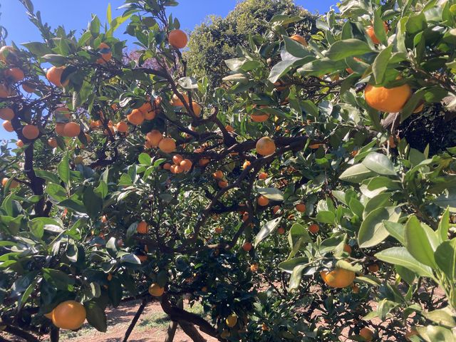 ��R�A�����Ă܂����B_�����΂ȉ�