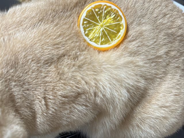 ɂFX܂AqI񂾕̓pb`^CṽwAANZłBƂĂ(=^^=)_ԉʎ