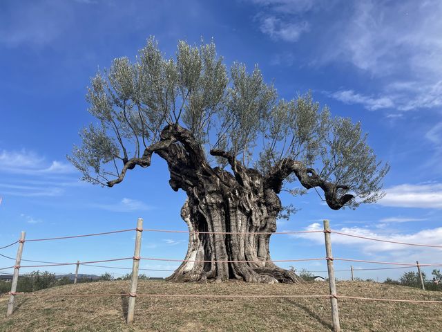 {PÂQOOON̎I[u_iKV}t@[@