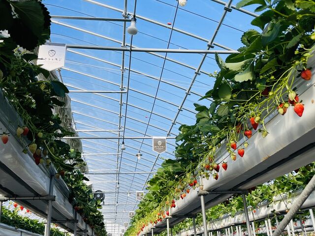 いちごがあざとい!_ロックファーム京都(あざといちごハウス)