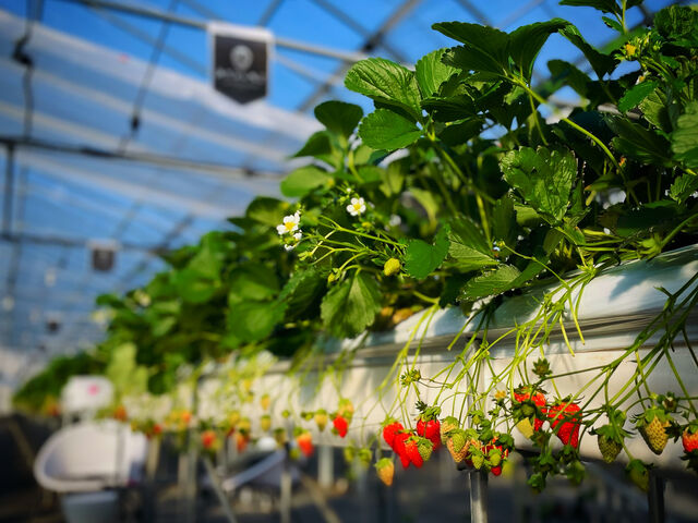 いちごがあざとい!_ロックファーム京都(あざといちごハウス)