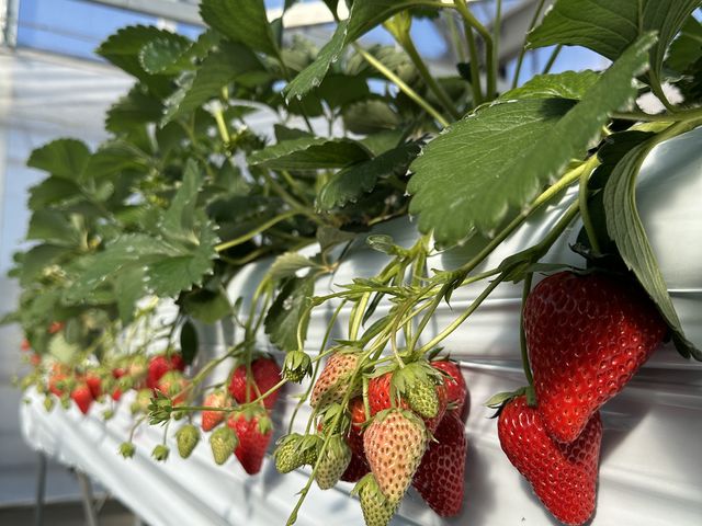 �ʂ�̂����ʐ^�����ꂾ���ł����������Ƒ傫���̂������񂠂�܂����I_�T�j�[�_��