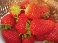 OєLichigos Yokohama-C`SXlւ̓eʐ^1