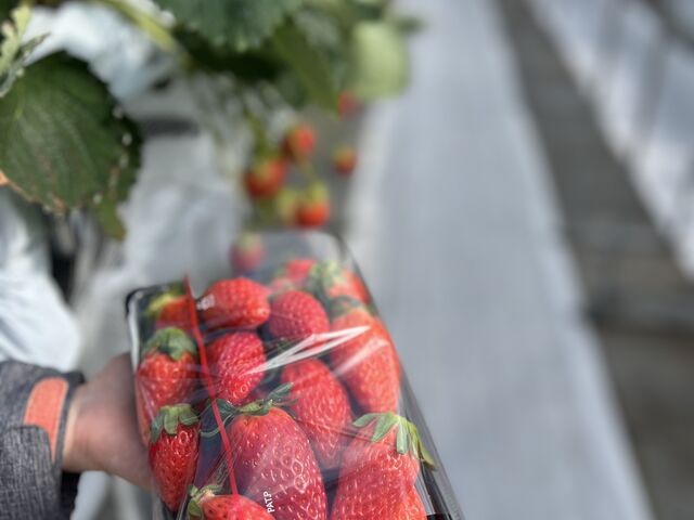 1�g���[��20���ȏ�E�ݎ��ł��܂���_THE RED mountain berry farm