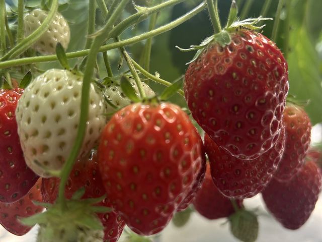 ���ԓ��ł��������ς��ɂȂ�܂���!_�n糂�������