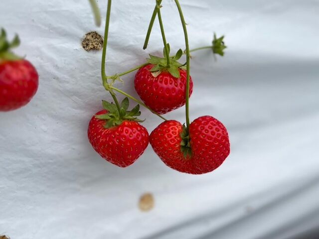 ��������K���ɂȂ��...�n�[�g��������_�E�L�E�L����������ό��_��