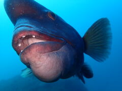 �̂��邳��̃N���I�l�_�C�o�[�Y�ւ̓��e�ʐ^1