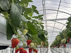 jTHE RED mountain berry farmւ̓eʐ^1