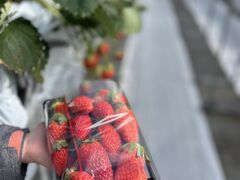 jTHE RED mountain berry farmւ̓eʐ^2