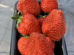 ܂joumonfarmi傤ӂ[ށjւ̓eʐ^1