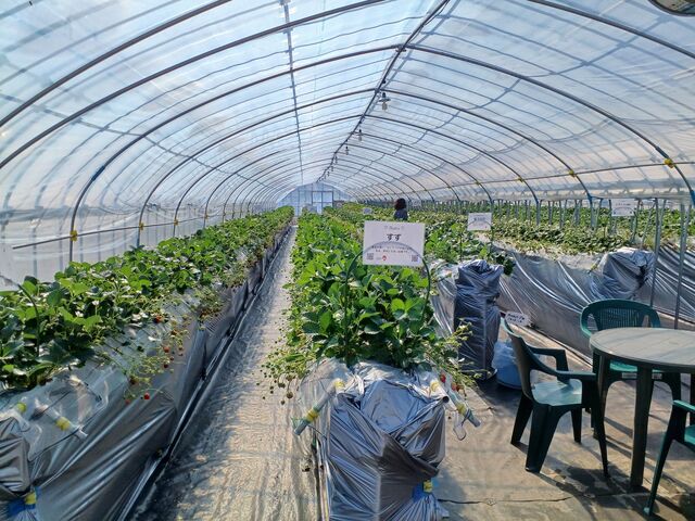 �n�E�X���B�e�[�u���Ń����R�ƐH�ׂ��܂��B_���t䕉�