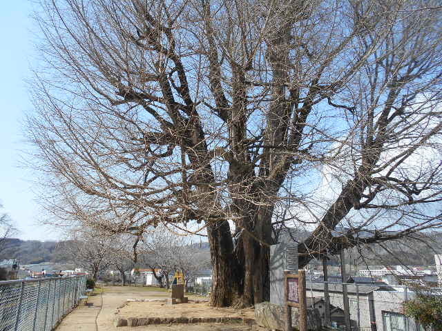 ���p�̃I�I�C�`���E