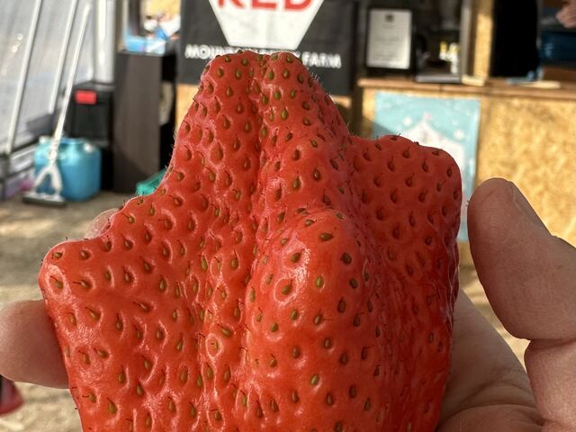 �ƂĂ��傫�Ȃ������������܂�����_THE RED mountain berry farm