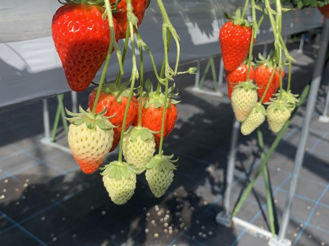 ���������͌����ĐG���Ă͍s���܂���B���������������_���ł��B
���[���ᔽ�ɂȂ�܂��B
_�Ƃ悳��t�@�[����������