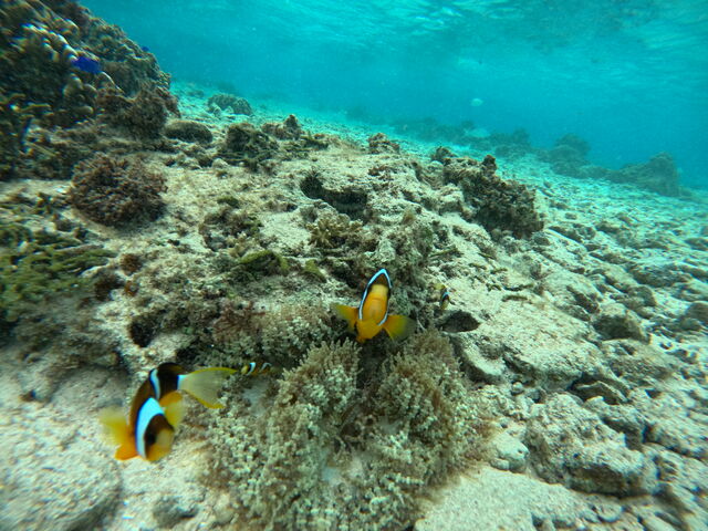 ���ꂢ�ȋ��ɂ�������o��܂����B_CHILL DIVE