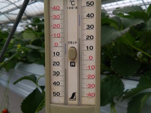 nEX̉xv_very berry farm