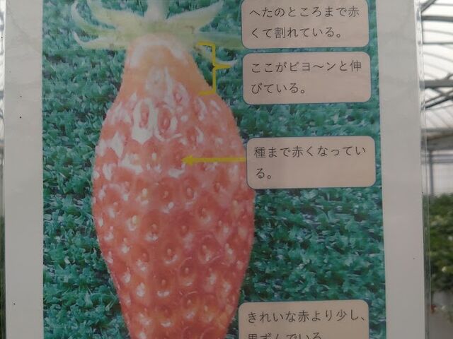 ̑Iѕ_very berry farm