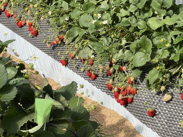 ������_ICHIGOHOUSE HITACHINAKA