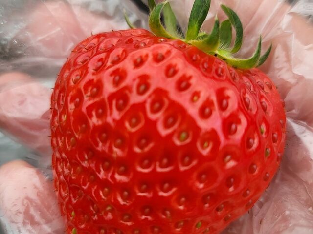 �傫�����Y��Ȑ�䖁A���������I_�����߃t�@�[��