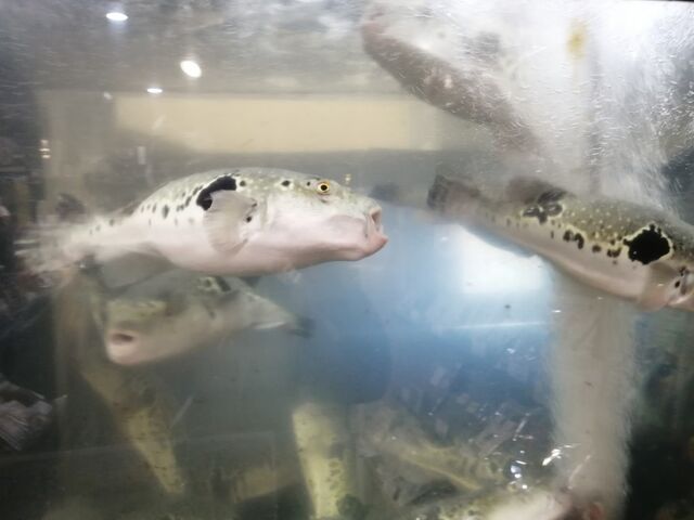 l̑Ղ̂܂邳񏤓X̓eʐ^6