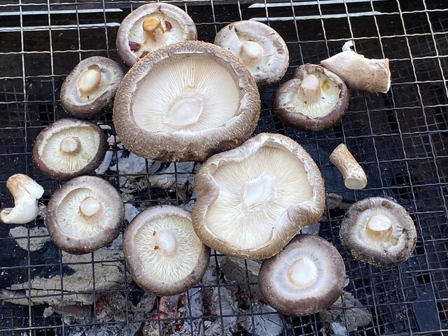 �̂ꂽ�ĐV�N�I_���c���񂿂̒ő�