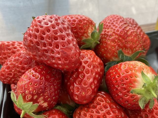 ���������ς��A�ł��܂��c���Ă����_THE RED mountain berry farm