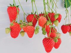 ׂׂ̃zeBL˂ւ̓eʐ^1