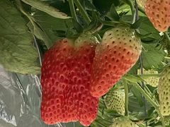 yumiko8farmւ̓eʐ^1